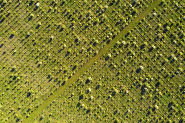 Ağaçlar doku arka plan havadan fotoğraflandı — Stok fotoğraf