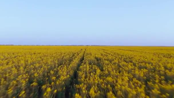 Prachtig Bloeiend Koolzaad Geel Veld Bij Lente Vliegen Prachtige Weide — Stockvideo