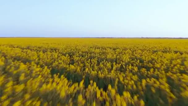 春には美しい菜の花が黄色い畑を彩ります 美しい牧草地を飛び越える — ストック動画