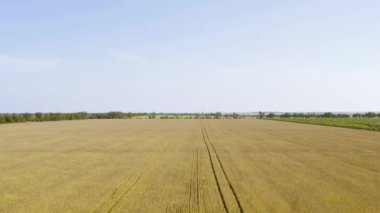 Hava tabiatı güzel tarlalar. Ukrayna