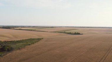 Engin buğday tarlasının üzerinde güzel gün batımında uçan hava..