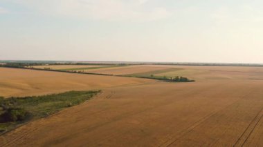 Engin buğday tarlasının üzerinde güzel gün batımında uçan hava..