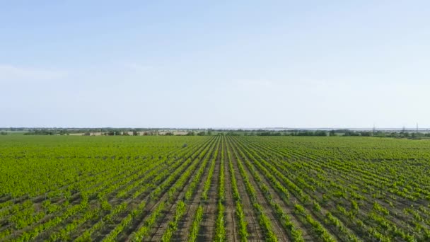 Luftaufnahme Des Weinbergs Sonniges Wetter Sommer Drohnenschuss — Stockvideo