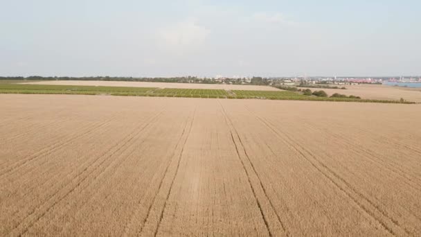 Повітря Летить Ближче Над Величезним Пшеничним Полем Красивому Світлому Заході — стокове відео
