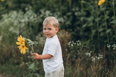 Küçük tatlı çocuk ayçiçeği tarlasında yürüyor