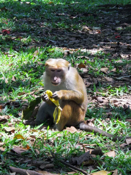 Rhesus Monkey Eating Fruit Sri Lanka — Stock Photo, Image