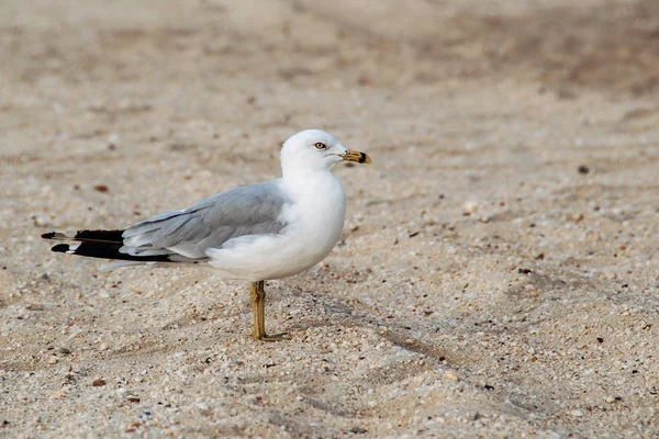 Gaivota Solitária Praia Areia — Fotografia de Stock