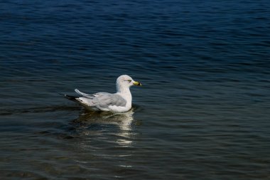 Denizde yüzme martı. Martılar Laridae ailesinin alt Lari deniz kuşları vardır