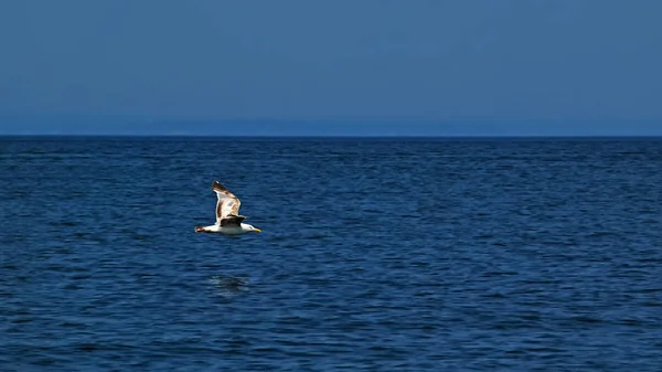 Cielo Azul Océano Gaviota Voladora Concepto Libertad — Foto de Stock