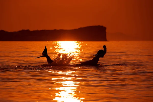 Een Silhouet Van Een Zeemeermin Zee Golven Verlicht Door Zonsondergang — Stockfoto