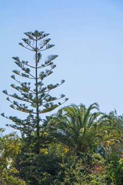 Mavi gökyüzünün altında parkta palmiye ağacı ile yüksek yeşil egzotik kozalaklı ağaç