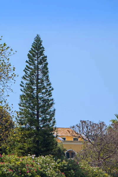 Wysoki Zielony Egzotyczne Drzewo Piękne Kwiaty Pierwszym Planie Domek Tle — Zdjęcie stockowe