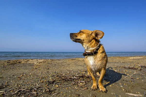 Funny doggy squints at direct sunlight on a beach with blue sea and sky on background