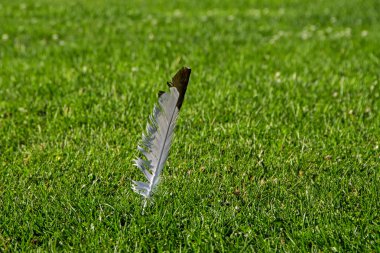 Koyu kenar arka plan bulanık ile yeşil çim ile tek tek beyaz tüy