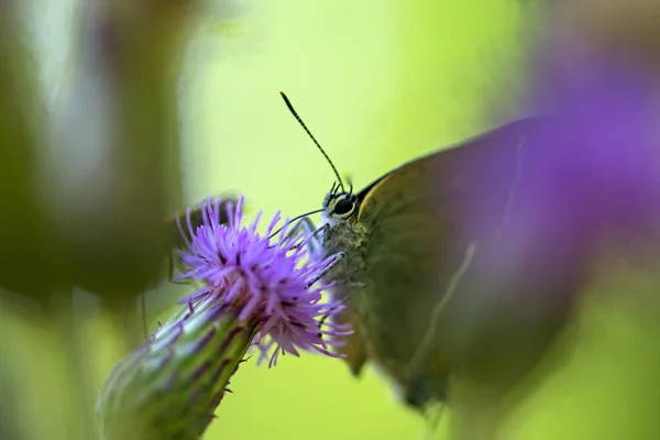 美しい自然の背景に蝶の緑の草の背景をぼかしにピンクのアザミの花の上に座って Lycaena Virgaureae クローズ アップ — ストック写真