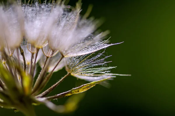 Fotografia Makro Streszczenie Mniszka Lekarskiego Ciemnozielonym Kolorem Uprowadzenie Dziecka Dmuchawca — Zdjęcie stockowe