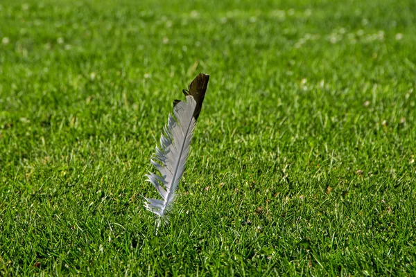 Enkele Eenzame White Feather Met Donkere Rand Het Groene Gras — Stockfoto
