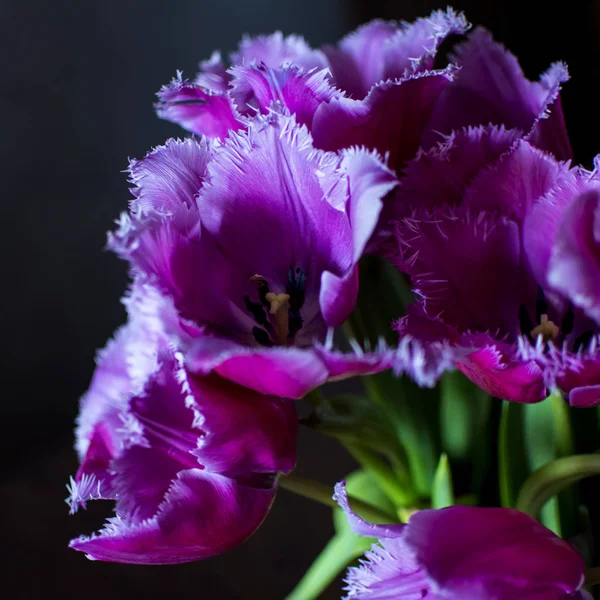 Bunch Purple Tulip Flowers Close Blurred Background Unusual Rare Shape — Stock Photo, Image