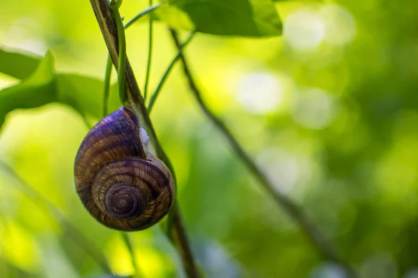 Fechar Pequeno Caracol Talo Fábrica Com Contexto Verde Borrado Natureza — Fotografia de Stock