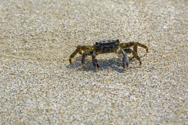 küçük Yengeç (Marmara pavuryası) arka plan bulanık karşı kumlu plajda güneş ışığı tarafından yaktı