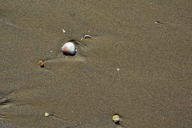 Deniz kabuğu havadan görünümü kum zemin üzerine