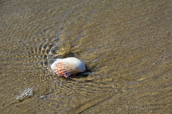 Sea Shell Zand Strand Het Zeewater — Stockfoto