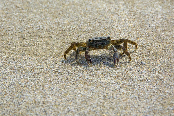 küçük Yengeç (Marmara pavuryası) arka plan bulanık karşı kumlu plajda güneş ışığı tarafından yaktı