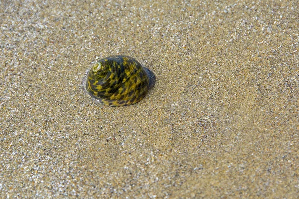 Sea Shell Zand Achtergrond Verlicht Door Zonlicht — Stockfoto