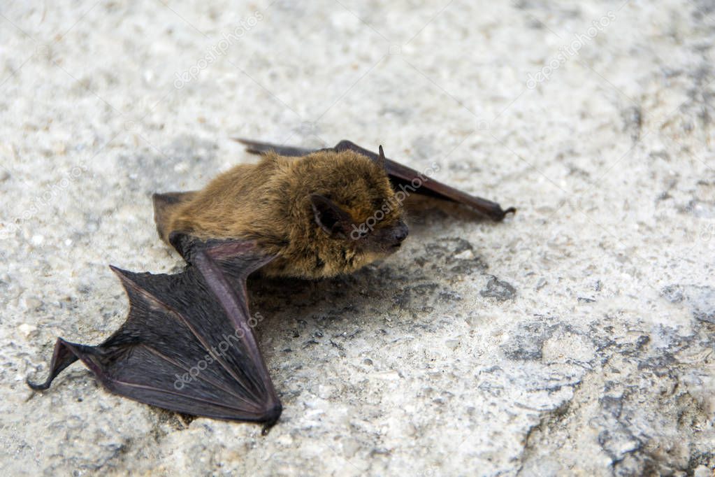Common pipistrelle (Pipistrellus pipistrellus) a small bat with damaged wing on the ground closeup with copy space selected focus narrow depth of field