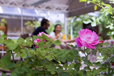 İnsanlar rahatlatıcı bir açık havada çubuğunda arka plan bulanık ve ön plan güzel gül çiçekleri ile soyut sahne