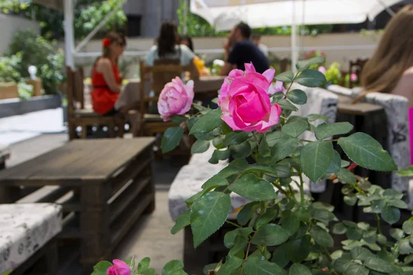 İnsanlar rahatlatıcı bir açık havada çubuğunda arka plan bulanık ve ön plan güzel gül çiçekleri ile soyut sahne