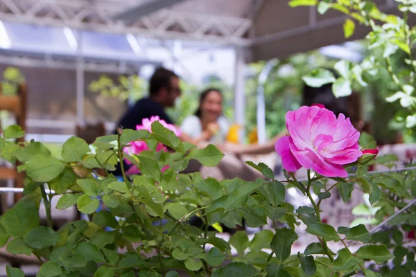 İnsanlar rahatlatıcı bir açık havada çubuğunda arka plan bulanık ve ön plan güzel gül çiçekleri ile soyut sahne