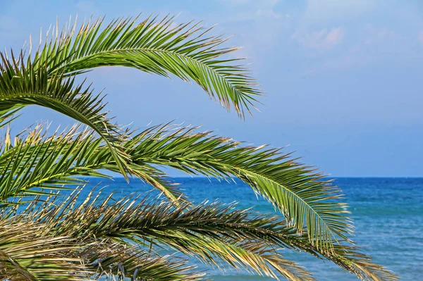 Gałęzie Drzewa Palmy Nad Niebieski Niebo Lazur Morza — Zdjęcie stockowe