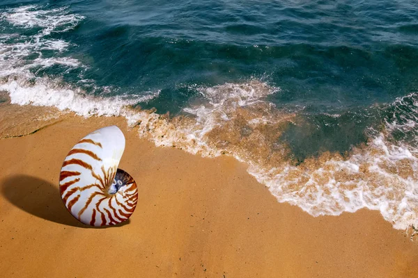 Zee Nautilusschelp Gouden Strand Zand Met Azuurblauwe Zee Golven Natuurlijke — Stockfoto