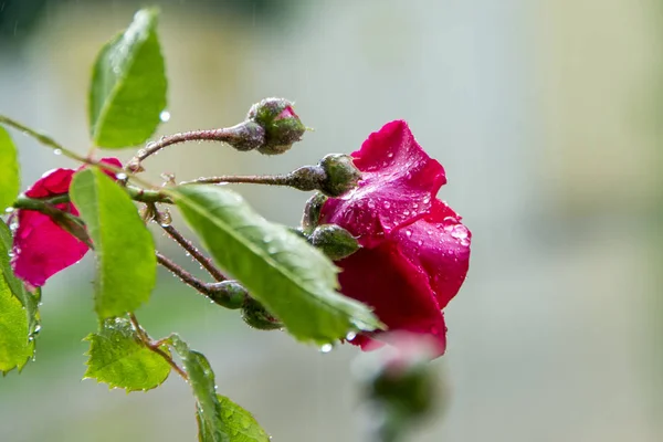 美丽的葡萄酒红玫瑰在花园与雨水滴水对模糊的背景 — 图库照片