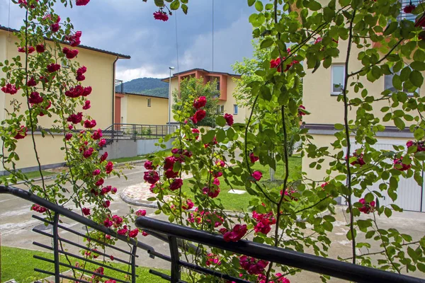 Uma Entrada Casa Bonito Com Vinho Vermelho Rosas Escalada Grades — Fotografia de Stock