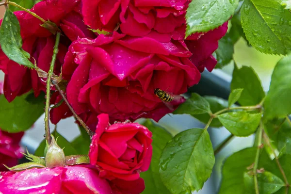 美丽的红酒红玫瑰枝 花瓣上有蜜蜂 — 图库照片