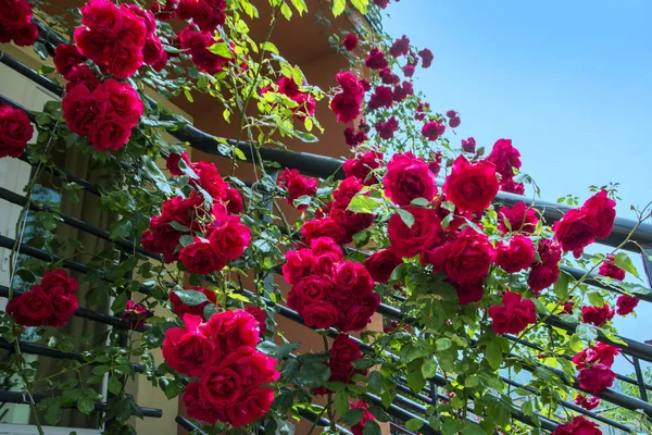 低角度的可爱的房子与葡萄酒红色攀登玫瑰在夏天对蓝天背景 — 图库照片