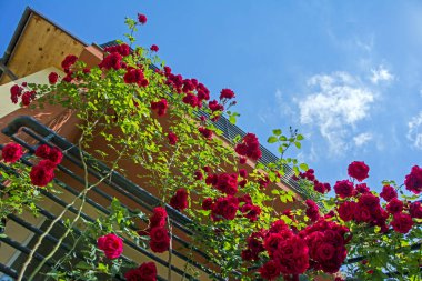 Şarap kırmızı mavi gökyüzü arka plan karşı yazında güller tırmanma ile şirin evin düşük açılı görünüş