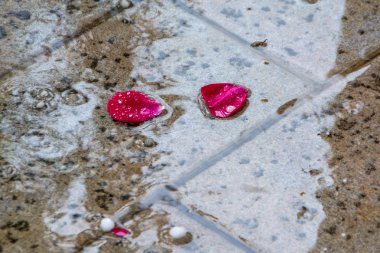 Dolu ile yağmurdan sonra iki şarap kırmızı gül yaprakları ile ıslak terasta yağmur damlaları yukarı kapatın