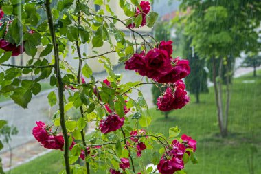Güzel şarap kırmızı gül bahçesinde bulunan su arka plan bulanık karşı yağmur damlaları
