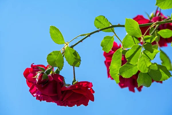 美丽的红酒红玫瑰枝在蓝天的背景下被阳光照亮 — 图库照片