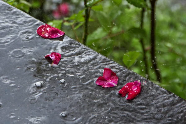 Víno Červené Lístky Růží Deštěm Kapek Vlhké Terase Rozmazané Pozadí — Stock fotografie