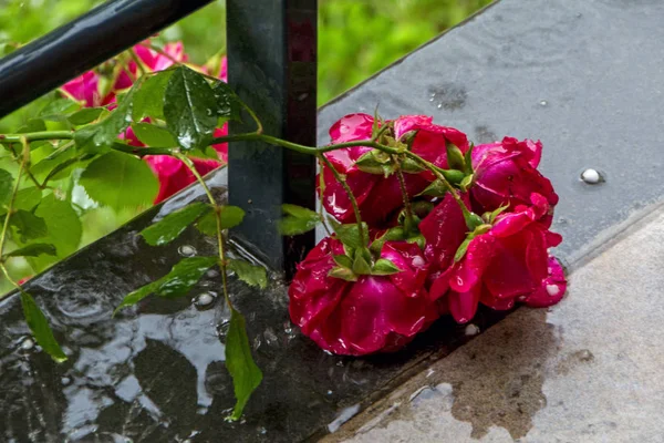 在雨中与冰雹在绿色背景模糊的潮湿露台上 酒红玫瑰树枝上有雨滴 — 图库照片