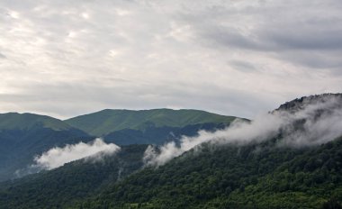 Dağ orman manzarası. Puslu Dağ fantastik orman manzarası. Dağ orman bulutlar manzara içinde. Sisli dağ orman tedrisatlı, Ermenistan