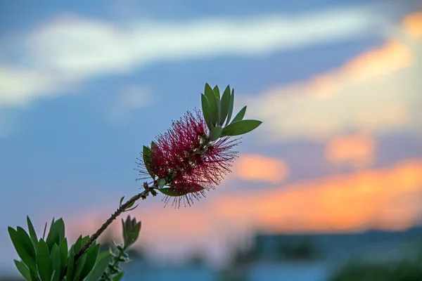 バック グラウンドでのフォーカスの日没から赤の花のロマンチックなシーン — ストック写真