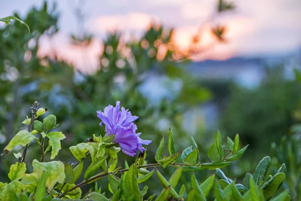 バック グラウンドでのフォーカスの日没から紫の花のロマンチックなシーン — ストック写真