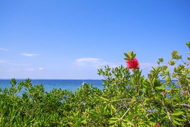 Deniz, mavi gökyüzü ile turkuaz dalgalar bulanık arka plan üzerinde güzel kırmızı vahşi çiçek çiçeklenme