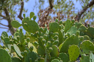 Parlak yeşil çalılıkları Opuntia robusta kaktüs, güneş ışığı ile arka plan bulanık. Corfu, Yunanistan