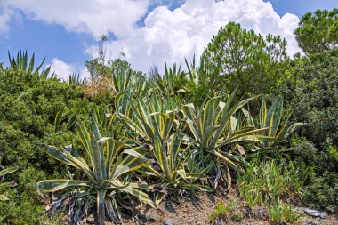 Kaktüs agave americana bulutlar ile mavi gökyüzünün altında Akdeniz sahil üzerinde vahşi büyüyen yeşil